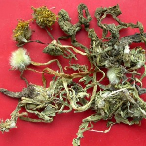 蒲公英一斤中药材无熏硫